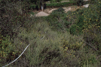 UCLA Scrub Patch thumbnail