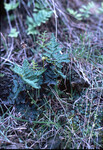 Pentagramma triangularis thumbnail