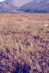 Pt. Mugu Wetlands thumbnail