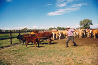 Gallegos farm, Cattle 010 thumbnail