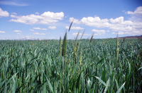 Kaber farm, Crops in the field 042 thumbnail