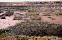 Pt. Mugu Wetlands thumbnail