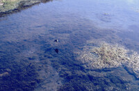 Pt. Mugu Wetlands thumbnail