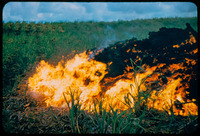Lava flow and cane field thumbnail