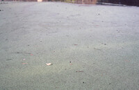 Duckweed: Honey Island Swamp thumbnail
