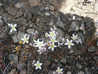 Dudleya blochmaniae thumbnail