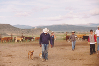Gallegos farm, Horses and Cattle 009 thumbnail