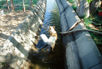 Horses and irrigation ditch 026 thumbnail