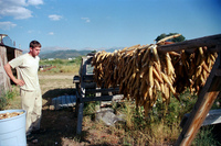 Kaber farm, Making chicos 032 thumbnail