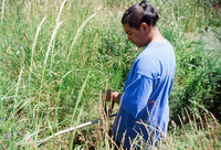 Kaber farm, Weed whacking 027 thumbnail