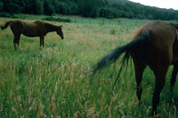 Torres ranch, Landscapes 007 thumbnail