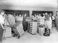 Los Altos apricots. thumbnail