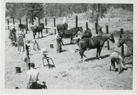 [Applying horseshoes] thumbnail