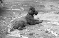 Charley of Travels with Charley. thumbnail