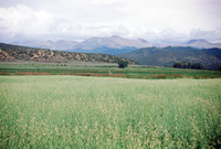 Kaber farm, Field crops 007 thumbnail