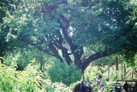 Kaber farm, Volunteers and animals 018 thumbnail