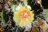 River, plants and mountains 009 thumbnail