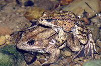 Rana aurora draytonii thumbnail
