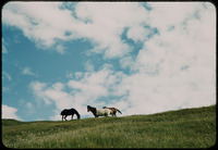 Horses on hill thumbnail