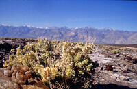 Crotalus mitchelli stephensi thumbnail