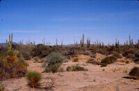 Baja Desert thumbnail