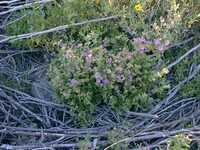 Mirabilis californica thumbnail