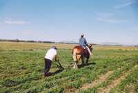 Gallegos farm, Cultivation 008 thumbnail