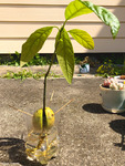 Lilian Truong COVID-19 Photograph of Avocado Seedling thumbnail