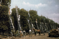 Penny Postcard Image of Orange Orchard in Ventura County thumbnail