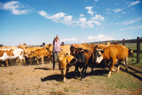 Gallegos farm, Cattle 009 thumbnail