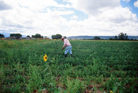 Kaber farm, Compuerta irrigation 014 thumbnail