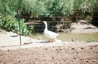 Landscapes and ostrich farm 029 thumbnail