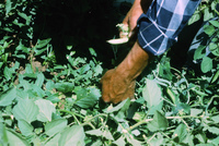Picking and selling peas 009 thumbnail