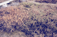 Pt. Mugu Wetlands thumbnail