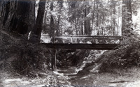 Bridge in a redwood forest spanning a small gully thumbnail
