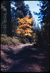Tree in fall color thumbnail