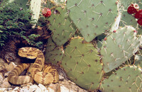 Crotalus molossus thumbnail