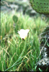 Calochortus catalinae thumbnail