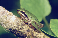 Psuedacris regilla, Pseudacris regilla thumbnail