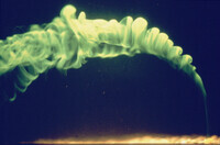 Excurrent siphon plume thumbnail