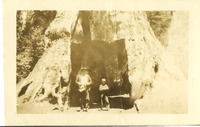 Mariposa Grove, Frank and George Laumann (8 years old) thumbnail