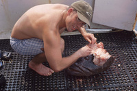 Mark Getting Otoliths Out of Grouper Head thumbnail