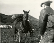 Horse Handling "Learn by Doing" thumbnail