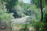 River, plants and mountains 006 thumbnail