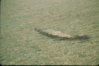 Catalina Sea Lion thumbnail