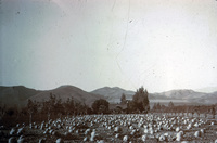 Early Farm Scene of Pumpkin Patch (possibly Santa Paula, CA) thumbnail