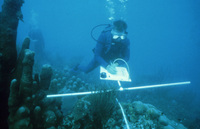 Fish Transects T-Bars thumbnail