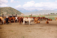 Gallegos farm, Horses and Cattle 020 thumbnail