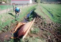 Kaber farm, Plowing and planting winter wheat 019 thumbnail