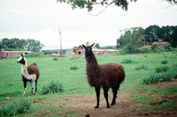 Lake Carrico 026 thumbnail